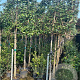 Elaeagnus ebbingei 6-8 HA 45L