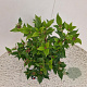 Viburnum tinus 40-50 cm 2,5L