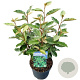 Elaeagnus ebb. 'Compacta' 30-40 cm 3,0L