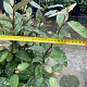 Elaeagnus ebb. 'Compacta' 80-100 cm 9L