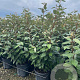 Elaeagnus ebb. 'Compacta' 80-100 cm 9L