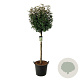 Elaeagnus ebb. 'Compacta' 100-150 cm container lage leivorm