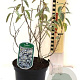 Elaeagnus 'Quicksilver' 250-300 cm draadkluit struik