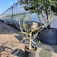 Ficus carica 125-150 cm container meerstammig