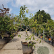 Ficus carica 125-150 cm container meerstammig
