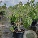 Ficus carica 125-150 cm container meerstammig