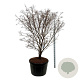 Cornus k. 'Milky Way' 200-225 cm cont. 230L solitair