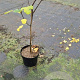 Ficus car. 'Brown Turkey' 60 cm stam 7,5L