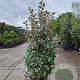 Elaeagnus ebb. 'Compacta' 125-150 cm 30L