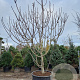 Ficus carica 400-450 cm container