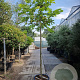 Ficus carica 180 cm stam container 10-12 hoge lei