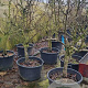 Pyrus c. 'Conference' 18-20 cm cont. 65L