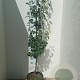 Pyrus c. 'Conference' halfstam 15L