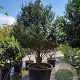 Prunus l. 'Angustifolia' 200-250 cm container Gestokt