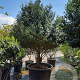 Prunus l. 'Angustifolia' 200-250 cm container Gestokt