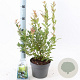 Vaccinium c. 'Brigitta Blue' 30-40 cm 3,0L