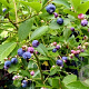 Vaccinium c. 'Goldtraube 23' 30-40 cm 3,0L