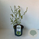 Vaccinium c. 'Goldtraube 23' 30-40 cm 3,0L