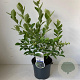 Vaccinium c. 'Jersey' 30-40 cm 3,0L