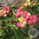 Vaccinium 'Pink Lemonade' 30-40 cm 3,0L