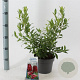 Vaccinium 'Pink Lemonade' 30-40 cm 3,0L