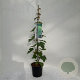 Vitis 'Vroege van der Laan' 125 cm 5,0L