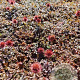 Acaena microphylla 'Kupferteppich' GM 2,0L