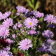 Aster n.-b. 'Fellowship' GM P9
