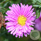 Aster n.-b. 'Patricia Ballard' GM P9