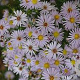 Aster n.-b. 'Porzellan' GM P9