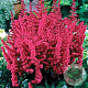 Astilbe c. 'Vision in Red' GM P9