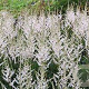Astilbe 'Darwin's Snow Sprite' GM P9