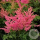Astilbe Younique Cerise GM P9