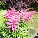 Astilbe Younique Pink GM P9