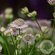 Astrantia maj. 'Florence' GM P9