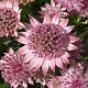 Astrantia m. Magical Diamonds Pink GM P9