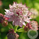 Astrantia maj. 'Rosensinfonie' GM P9