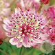 Astrantia maj. 'Sparkl.Stars Pink' GM P9