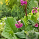 Bergenia 'Vinterglöd' GM P9