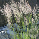 Calamagrostis varia GM P9