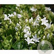 Campanula posch. 'Nana Alba' GM P9