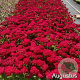 Achillea Tutti Frutti Pomegranate GM 2,0L