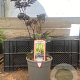 Actaea 'Chocoholic' GM 2,0L