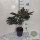 Actaea 'Chocoholic' GM 2,0L