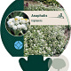 Anaphalis triplinervis GM P9