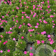 Armeria mar. 'Splendens' GM 2,0L