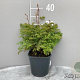 Aruncus aethusifolius GM 2,0L