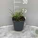 Asplenium trichomanes GM 2,0L
