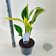 Canna 'Tropical Yellow' 40-60 cm 5,0L
