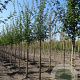 Acer campestre 'Elsrijk' 12-14 HO volle grond